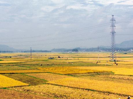 Bài giảng Tiếng Việt Lớp 5 - Tập đọc Quang cảnh làng mạc ngày mùa - Năm học 2021-2022